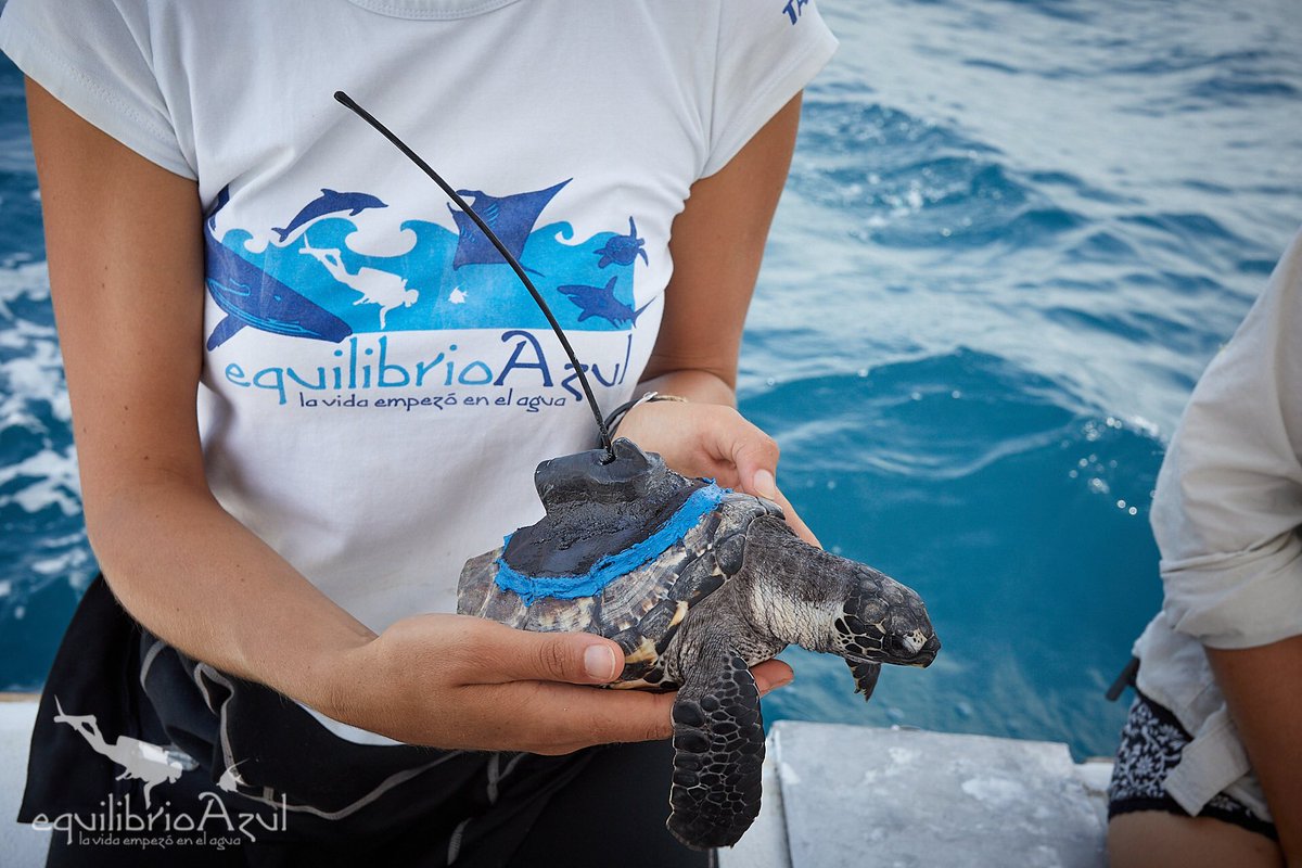equilibrioazul's tweet photo. Es increíble que esta tortuguita, Julián, de menos de un año ya está al norte de Colombia. Creen que cruce a Panamá 🇵🇦?? #equilibrioazul #seaturtle #satellitetracking #tortugamarina #enpeligrodeextinción #criticallyendangered #telemetry #research #conservation #ICAPO https://t.co/WbLqWZu9Of