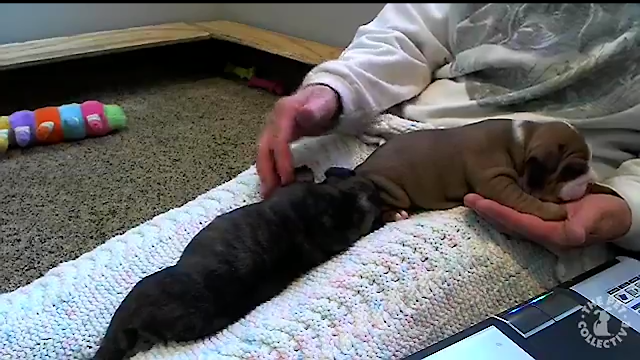 mibulldogingles's tweet photo. Tomando sesiones de masajitos con la abuela! https://t.co/j6Y8ZRJEMM https://t.co/0gDQZrxUPX