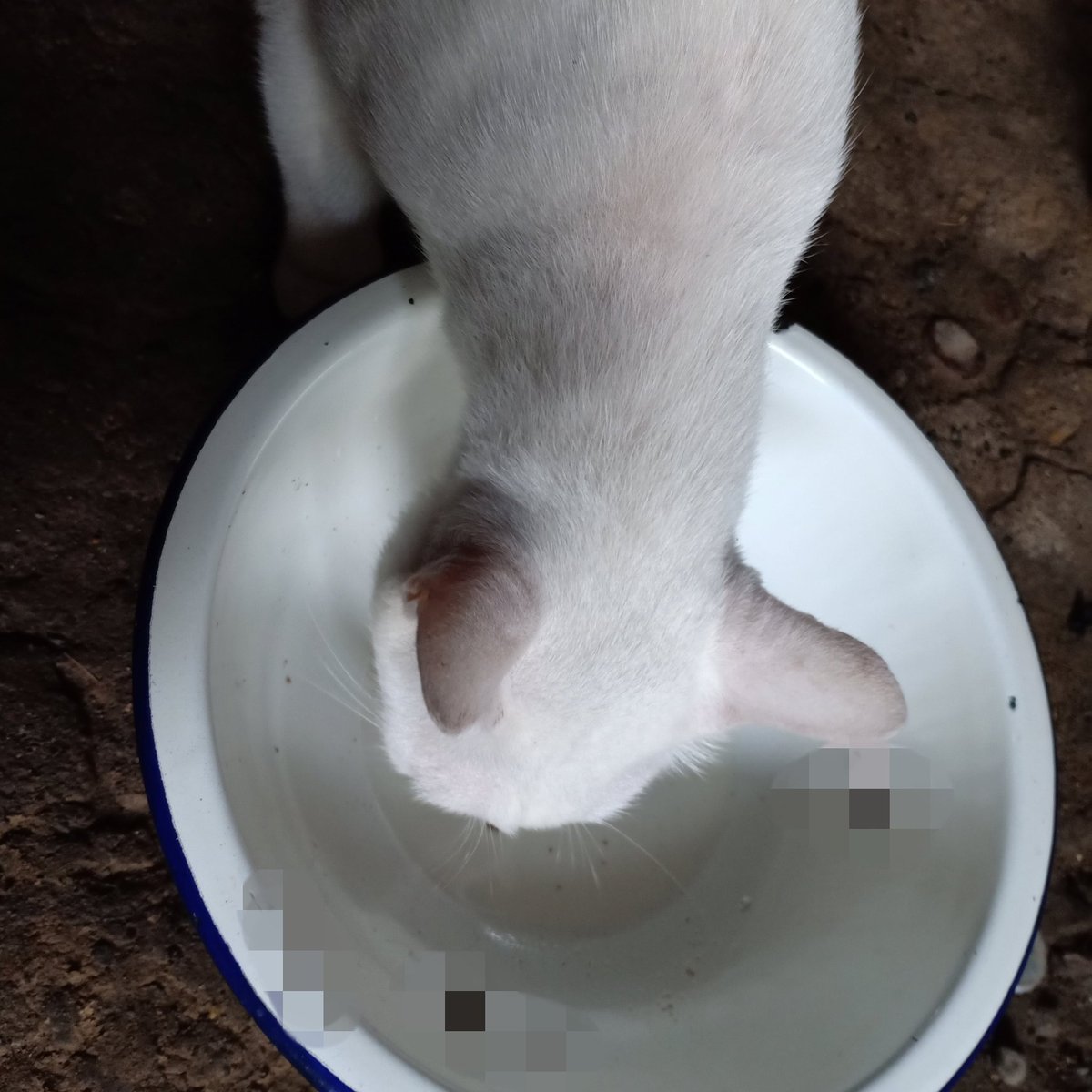 143jasha's tweet photo. Yung habang ga gatas ka myrun din yung pusa m dikit ng dikit nung bunigyan k nagustuhan dn mukhang my kahati aku nito sa arla ko🥰 y so sarap kasi 
@143redangel 
@ArlaDairyUK https://t.co/FlgF3AZVD6