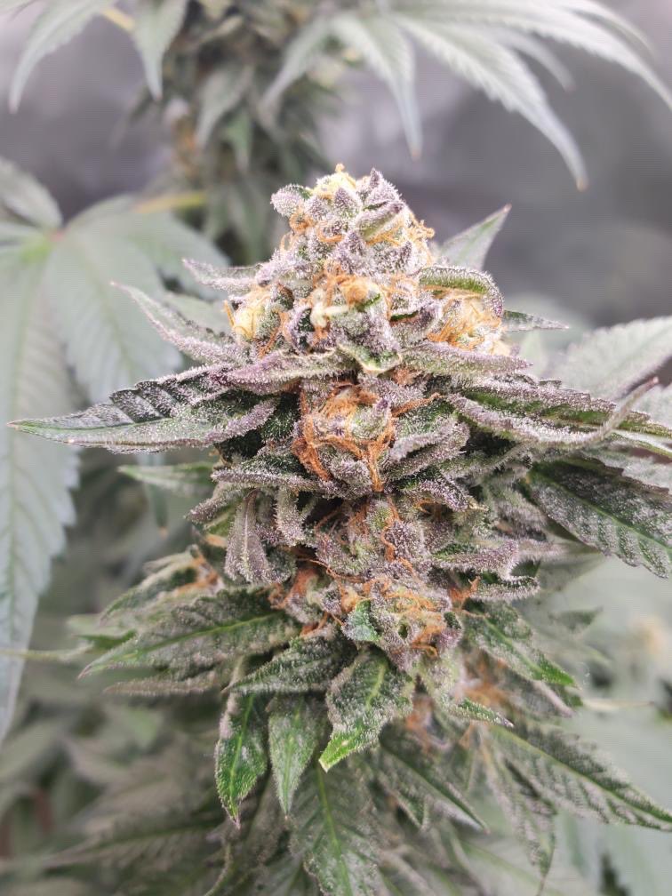 azianwitswag's tweet photo. A wise man told me last year “If your going to do it, do it right......”

S/O to my fuckin grower man, 1 year later I can officially say I have my “OWN STRAIN” 

#BubbleTea #AzExotics https://t.co/mCJL5qIkPp
