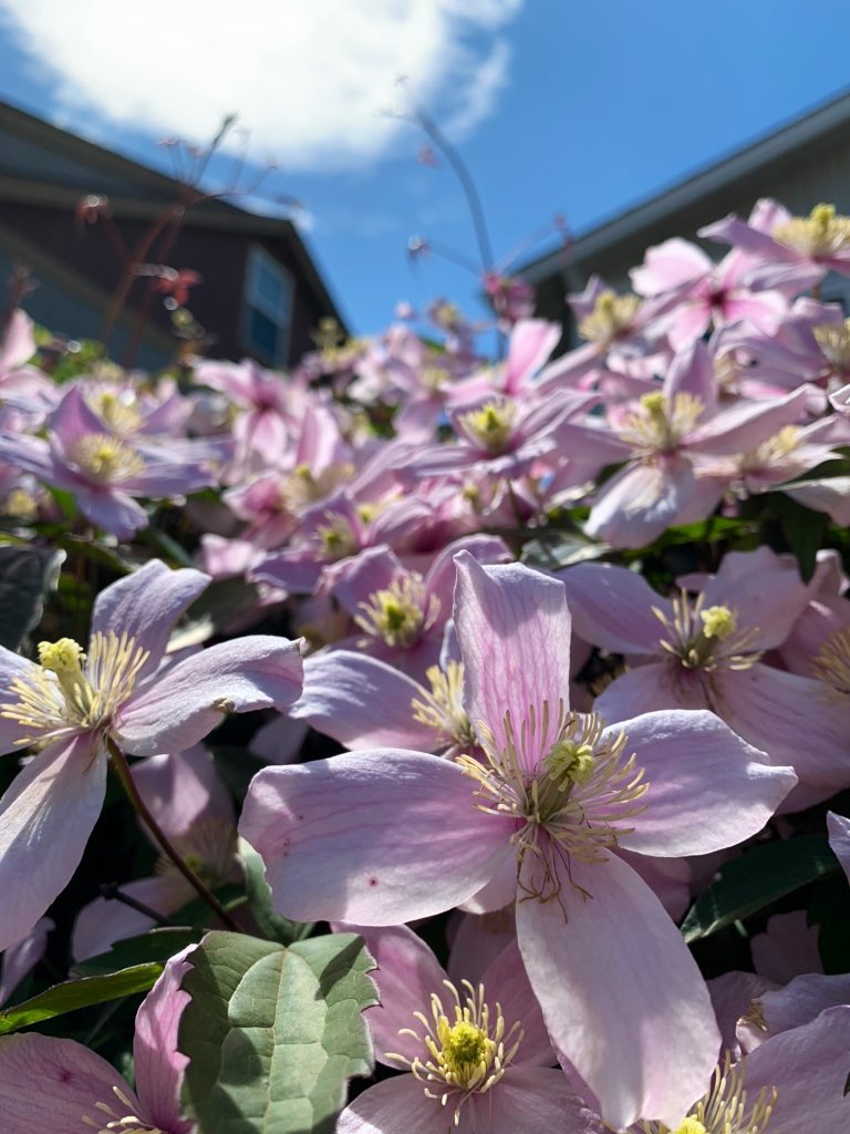ourconstantjour's tweet image. Always stop to smell the flowers 🌸 We hope you’re all having a wonderful weekend ✌🏼 Stay safe and healthy!⁣
⁣
#SelfDistancing • #MentalHealth • #AlwaysAdventure • #SeattleLife