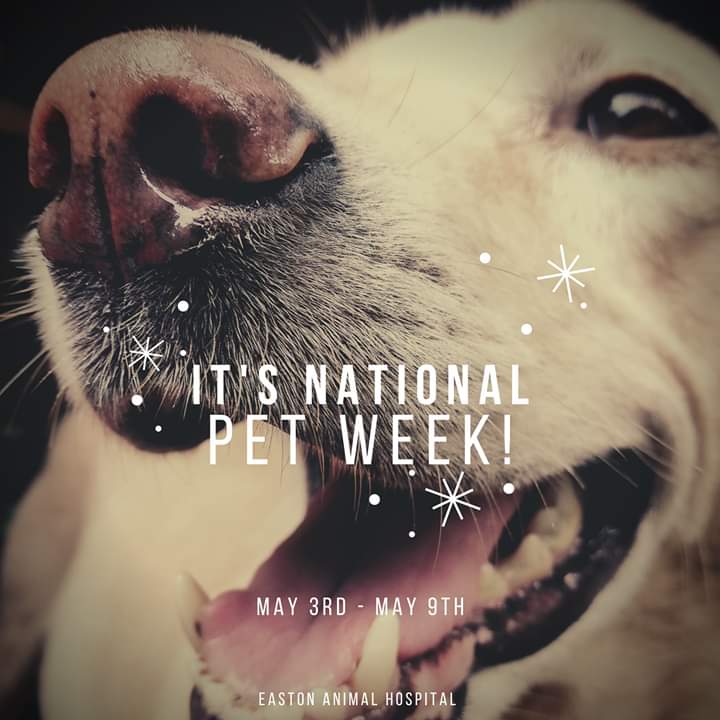 EastonAH's tweet photo. It's National Pet Week! Whether they are big or small, we love them all!

#sundayvibes #petweek #dogsoftwitter #Doge #dogsduringlockdown #pets #Caturday #CatsOfTheQuarantine #CatsOfTwitter #catsofinstagram #catlovers #Horses #ferrets #hamster #StayHome https://t.co/byTvDT7y0Y