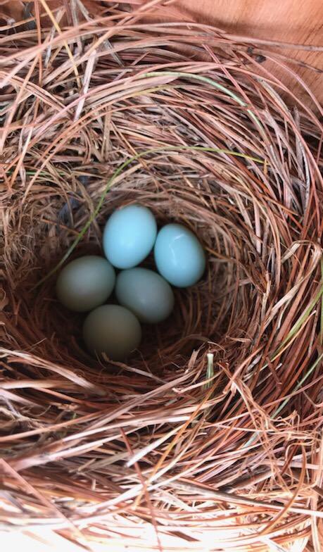 Linda Gilbert tweet media