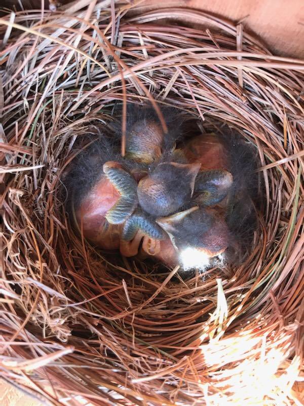 ⁦Thanks ⁦<a href="/HobgoodRockets/">Hobgood Elementary</a>⁩ for reminding us of the beauty within ⁦<a href="/MCScommunicates/">Murfreesboro City Schools</a>⁩!