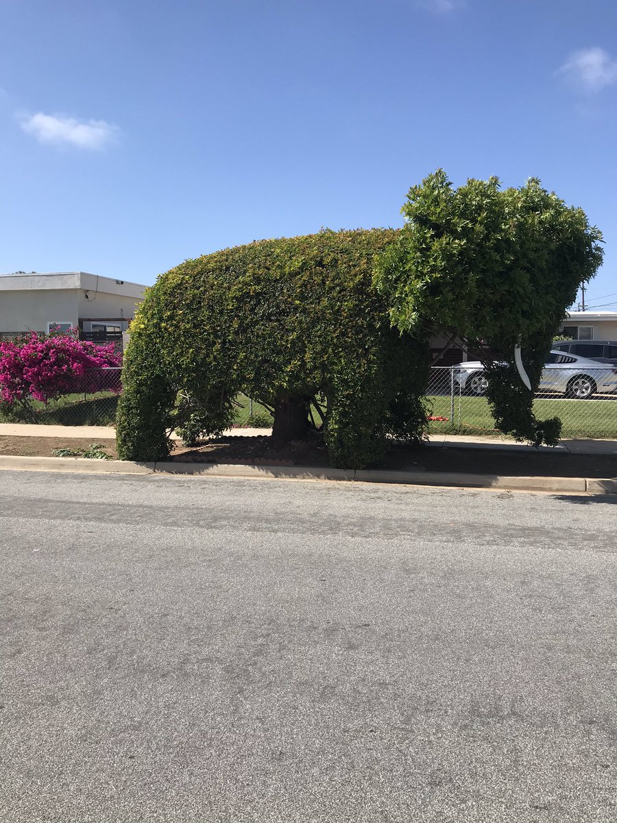 Elephant on the loose in IB!