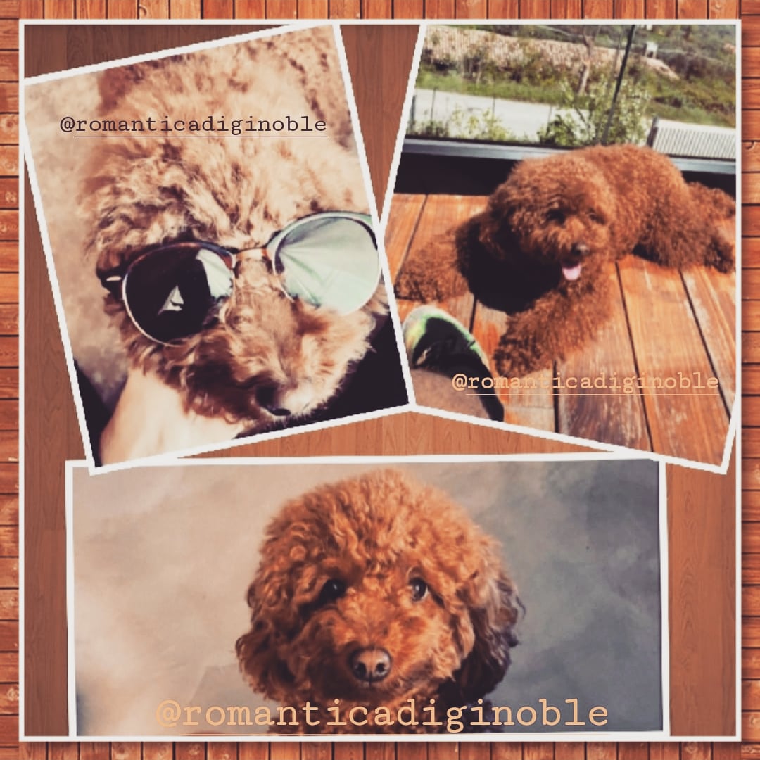 schatz40's tweet photo. Luna ginoble 🌙🐶
#ginoble #lunaginoble https://t.co/oFxwgGoTgZ