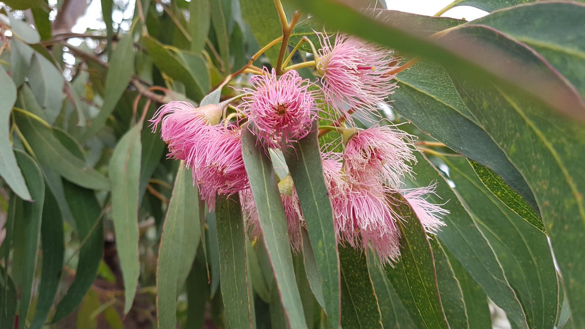 What's #inbloom near you this week? We can never get enough of our local #YellowGum (#Eucalyptus leucoxylon) #StreetEucs at this time of year! They are just starting to come out around us so these photos are from last year. Show us your blooming #streeteucs! #ozplants #eucbeaut