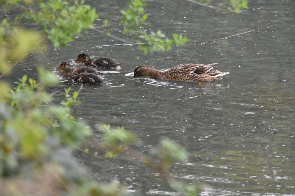 DTPrice91's tweet image. Passed the halfway mark, 45k of our hurricane challenge completed with some interesting wildlife on route. @RAFMUSEUM  #Hurricane80KChallenge