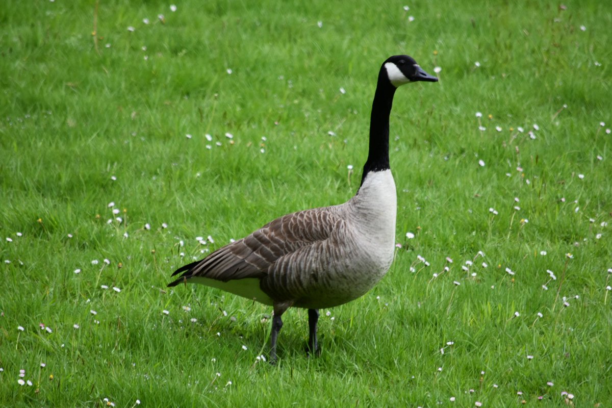 DTPrice91's tweet image. Passed the halfway mark, 45k of our hurricane challenge completed with some interesting wildlife on route. @RAFMUSEUM  #Hurricane80KChallenge