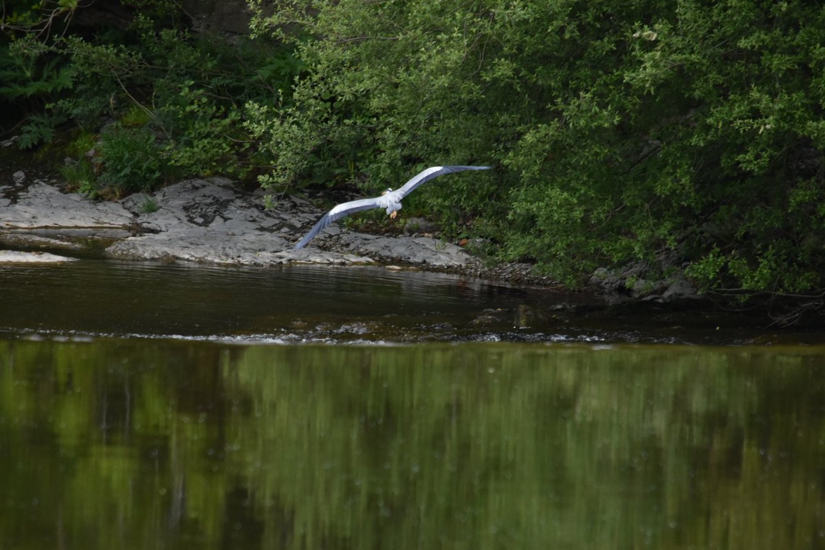 DTPrice91's tweet image. Passed the halfway mark, 45k of our hurricane challenge completed with some interesting wildlife on route. @RAFMUSEUM  #Hurricane80KChallenge