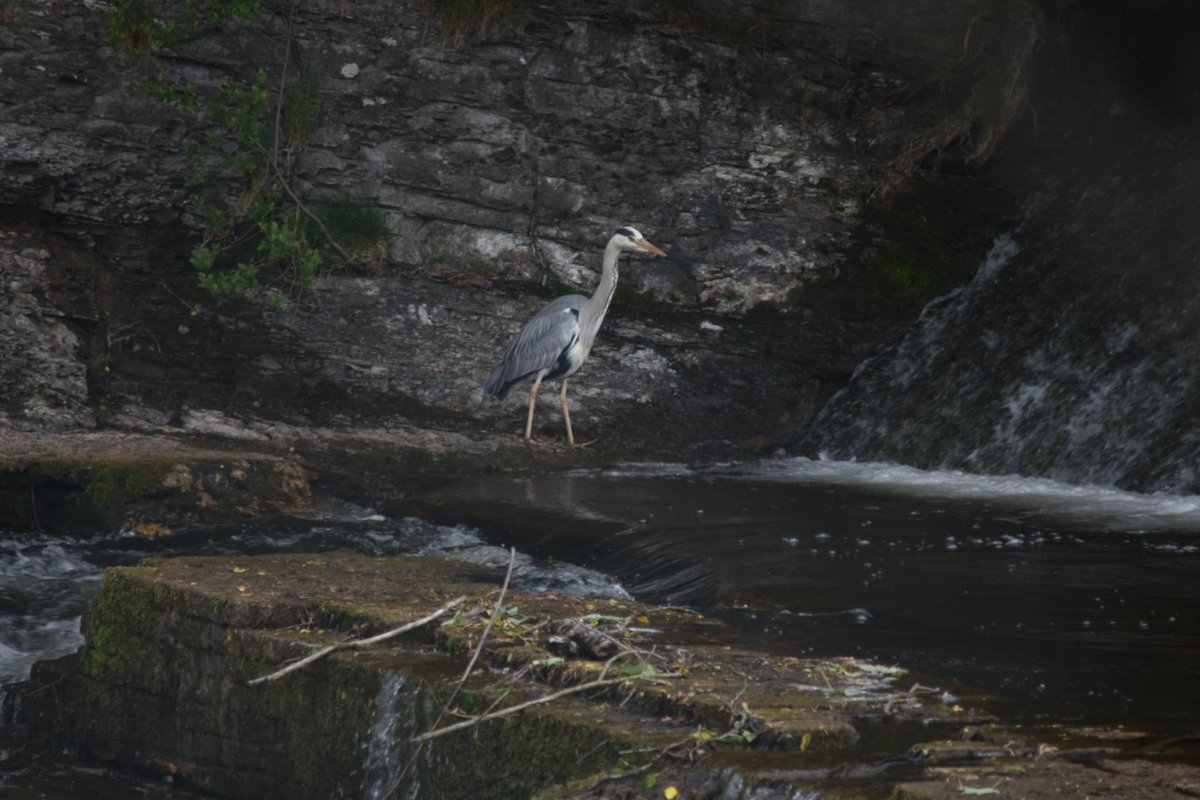 DTPrice91's tweet image. Passed the halfway mark, 45k of our hurricane challenge completed with some interesting wildlife on route. @RAFMUSEUM  #Hurricane80KChallenge