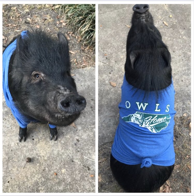 the_chrispbacon's tweet photo. @GoMaconBacon @TheSavBananas Everyone knows pigs like @ForestCityOwls https://t.co/toPdspXhbc