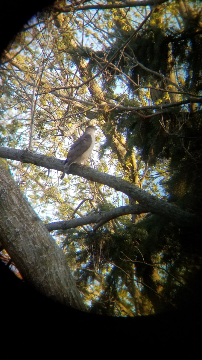 bencritt89's tweet image. These are male and female Cooper's Hawks.  I took these pictures by lining up my phone's camera lens to the eyepiece of a pair of binoculars.  There was also a squirrel nearby, but he got outta there pretty quickly!