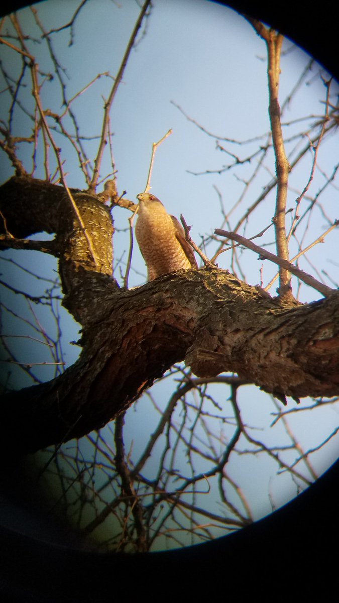 bencritt89's tweet image. These are male and female Cooper's Hawks.  I took these pictures by lining up my phone's camera lens to the eyepiece of a pair of binoculars.  There was also a squirrel nearby, but he got outta there pretty quickly!