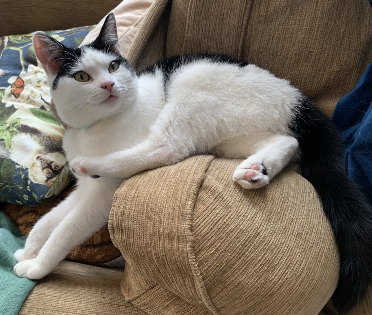 nevillethekitt1's tweet photo. Why yes, I does find this comfortable 

#CatsOfTwitter #furbabies #floofcat https://t.co/KkYg6IqdoJ