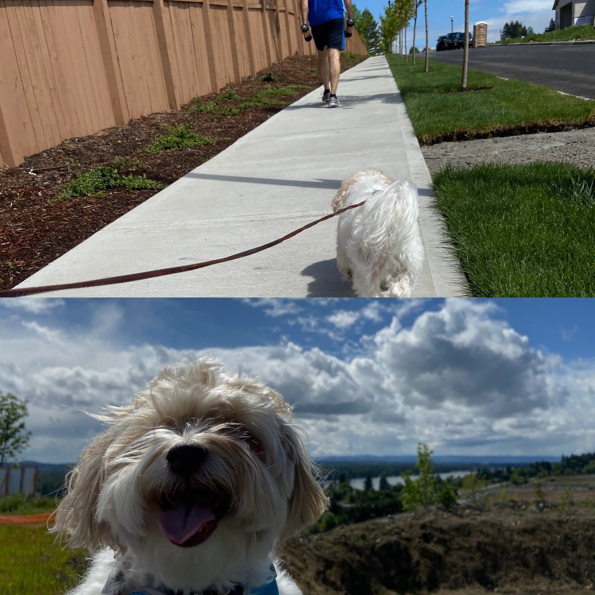 DontTouchTheFur's tweet photo. Happy Hill Training Today! #ineedahaircut #windinmyhair https://t.co/B3nvRbC41V