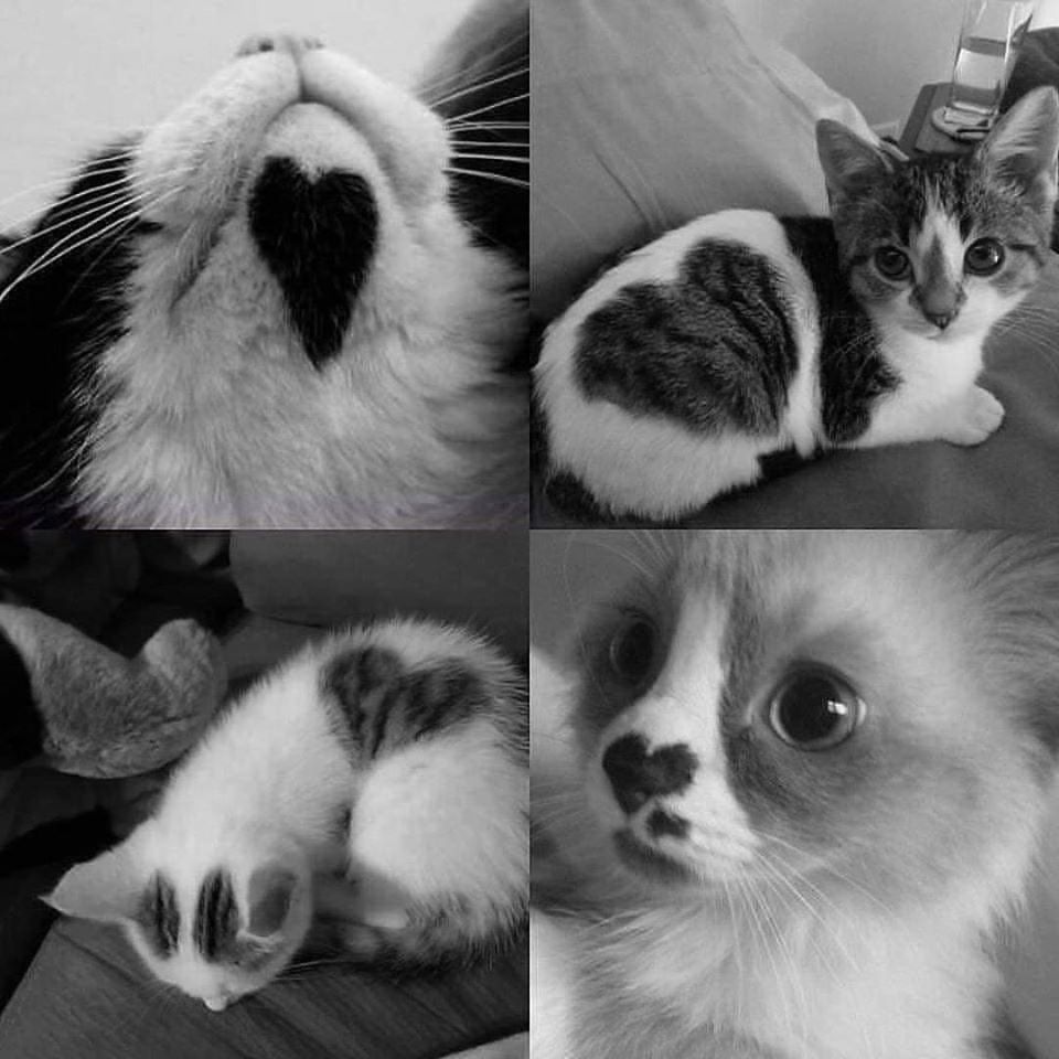 animalland7's tweet photo. 全身にハートが https://t.co/4tgNEG410k
