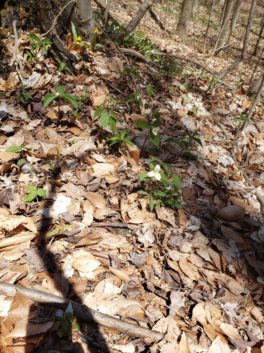 Trillium are starting to make an appearance, Mothers day is around the corner!