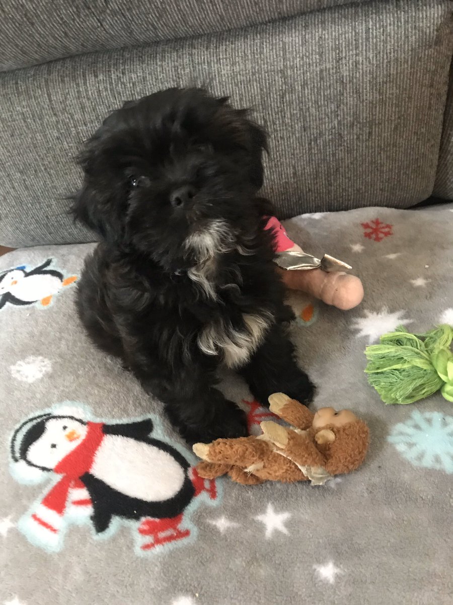 jfronz's tweet photo. New lady in the house. 11 week old Pierogi. https://t.co/I3YKiIqCJo