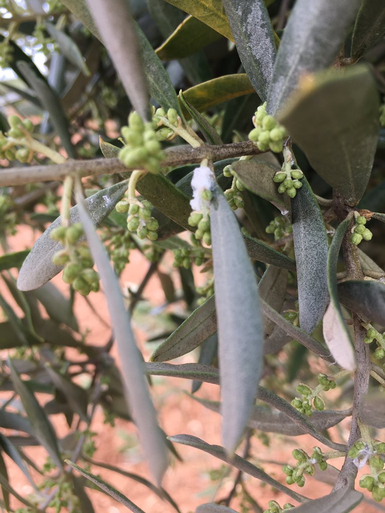 Zeytinde zararlı pamukçuk ilaçlamasını yapalım.