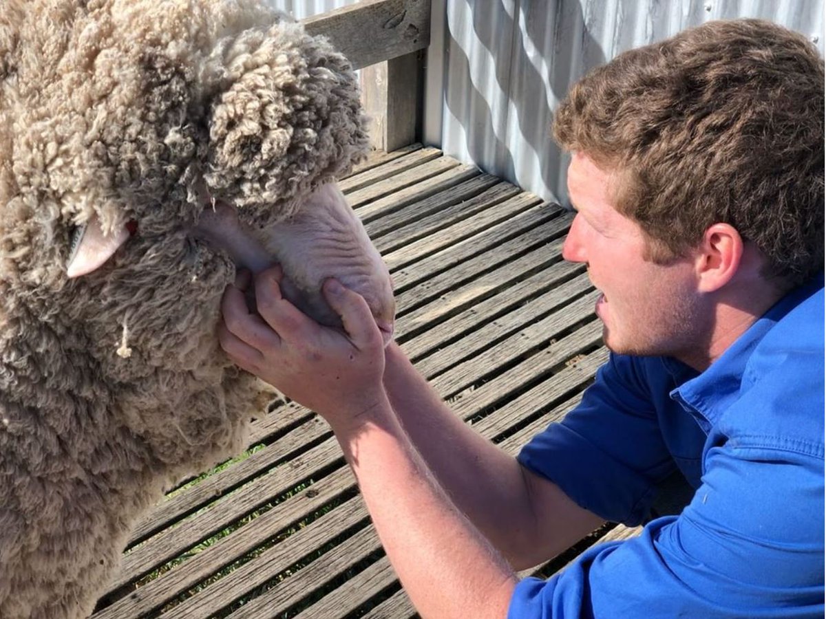 WoolProducers's tweet photo. Have your say! We are seeking to understand the impacts COVID-19 may be having on wool growing businesses. The survey is anonymous, takes less than 10mins to complete, &amp; can be found on our COVID-19 webpage https://t.co/rlLeKtskiP (photo credit Philippe Strehle) https://t.co/hsGcivAHcp