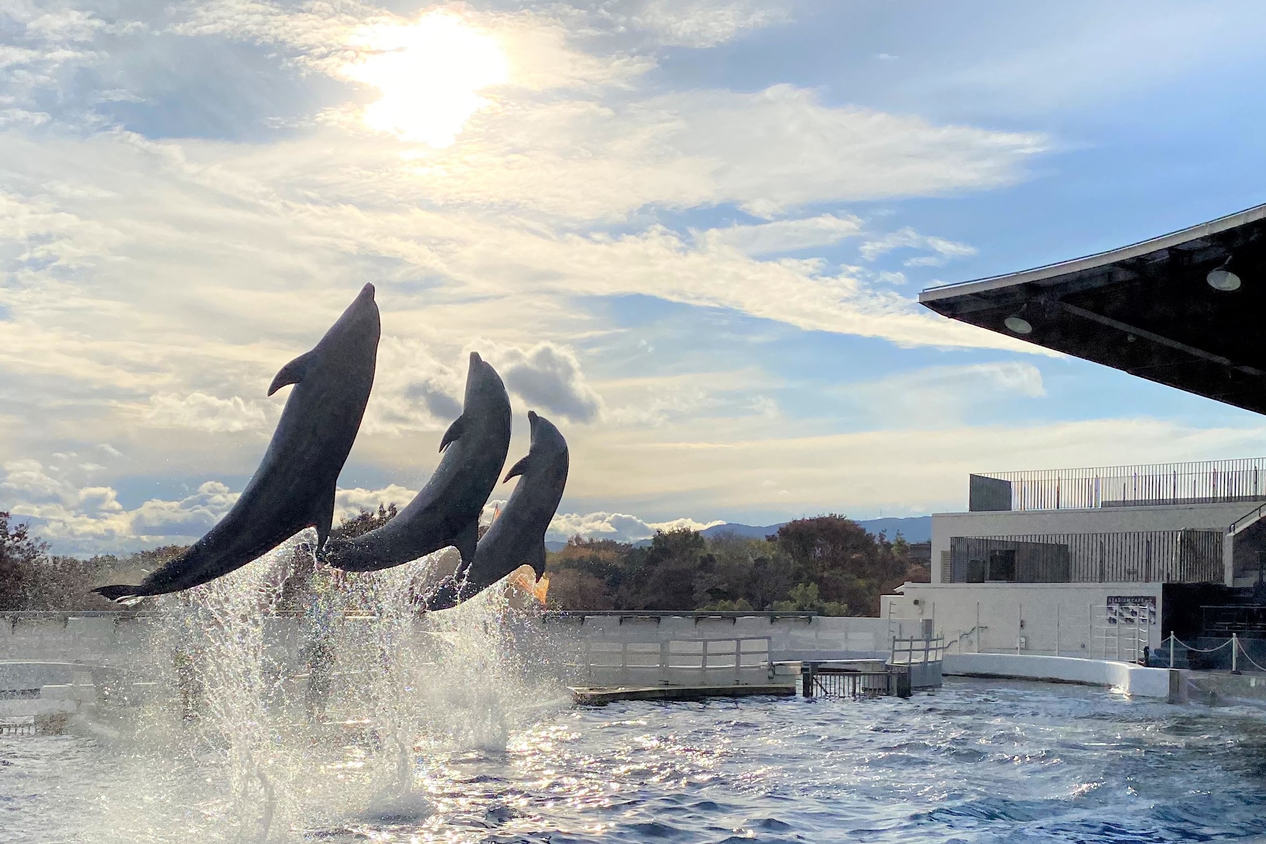 すみだ水族館 公式 緊急開催 チンアナゴ顔見せ祭り 世界中から着信いただき2日目終了です ありがとうございました このあと14時45分 京都水族館の公式twitter Kyoto Aquarium にて 無観客イルカショー が開催されます ライブ配信