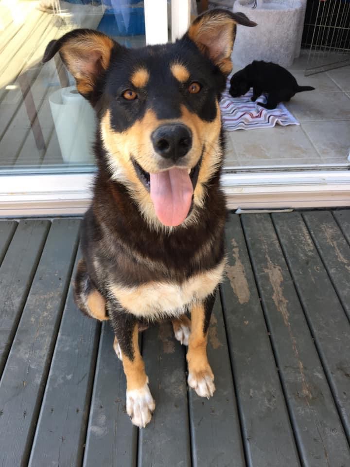 SCARS_Alberta's tweet photo. Momma Lady would like you to know that she and her pups, Ace (black) and Scout (brown), are doing well! Scout and Ace are now 3 weeks old and getting bigger by the day. They're not yet ready for adoption yet, but check out our other adoptables #yeg https://t.co/iz9XR2l6zy https://t.co/jHXPFoFXds