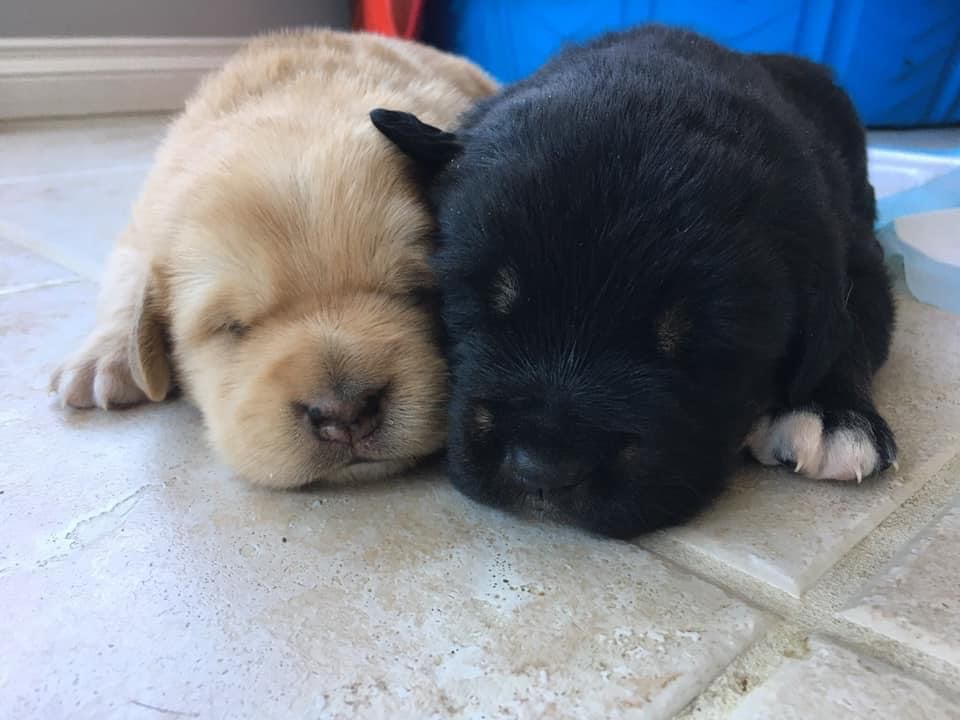 SCARS_Alberta's tweet photo. Momma Lady would like you to know that she and her pups, Ace (black) and Scout (brown), are doing well! Scout and Ace are now 3 weeks old and getting bigger by the day. They're not yet ready for adoption yet, but check out our other adoptables #yeg https://t.co/iz9XR2l6zy https://t.co/jHXPFoFXds