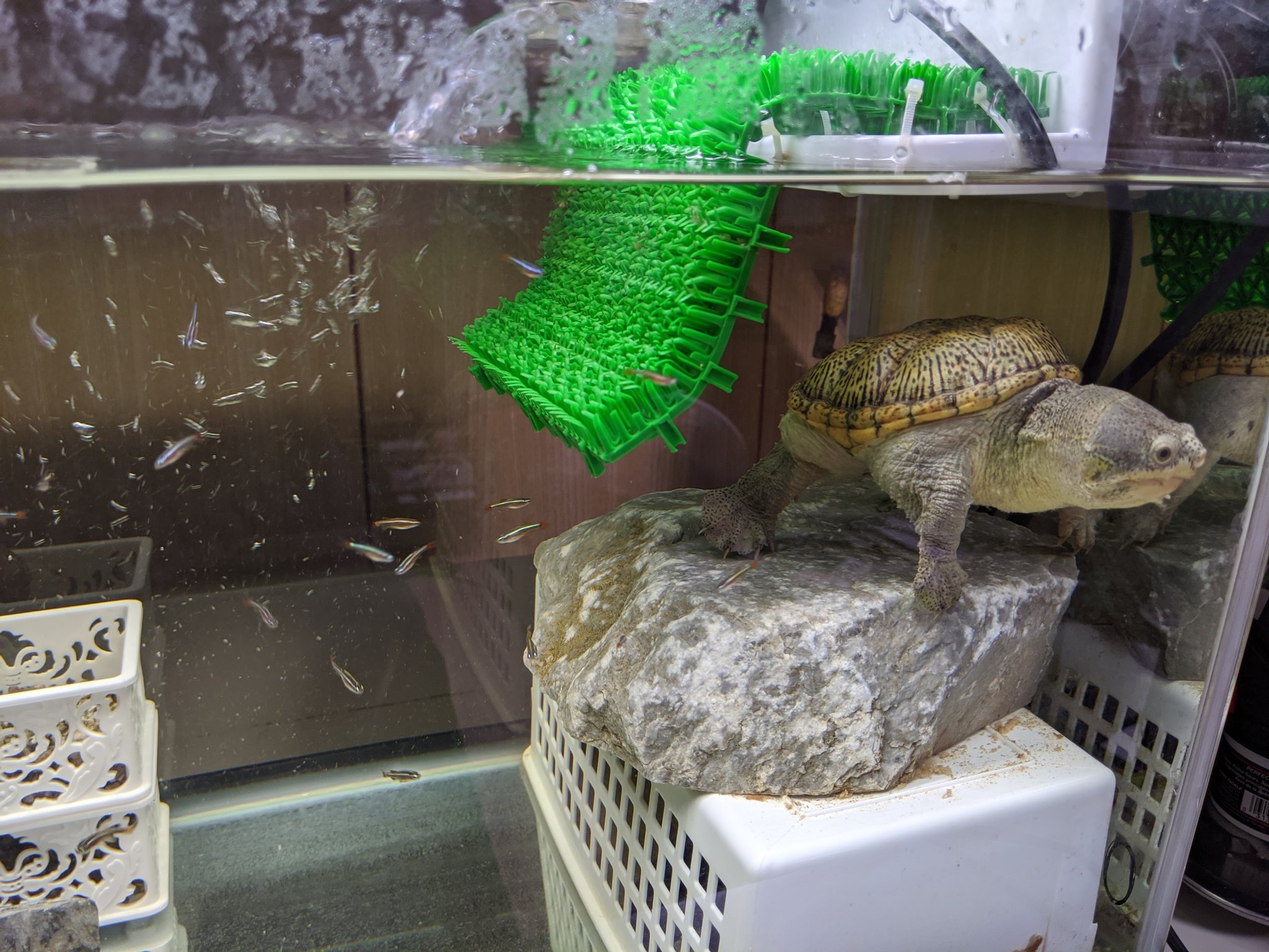 ヒイロ 上部フィルターを回して安定してきた頃かな と思ったので 昨日アカヒレとヌマエビを投入 水質の確認と残餌の処理目的 水質はアカヒレが即死しない程度には綺麗だね 泳ぎが速いから意外と食べられない ヌマエビは2匹だけ投入したけど 全く