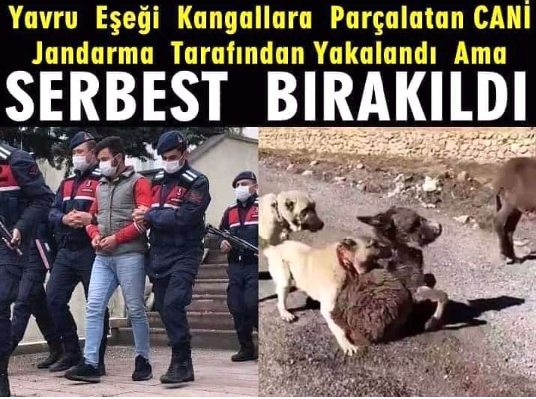 Rabbimiz der ki; Hayvanlar benim sessiz kullarımdır şimdi susuyorlar ama ahirette konuşacaklardır.

#BeratKayaTutuklansın