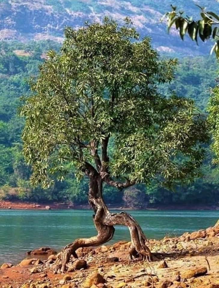 The_JoeExotic's tweet photo. Someone caught this tree sneaking out of the lake back to the forest 🤣😂😂🤣😂🤣 https://t.co/bpNIGKex6T
