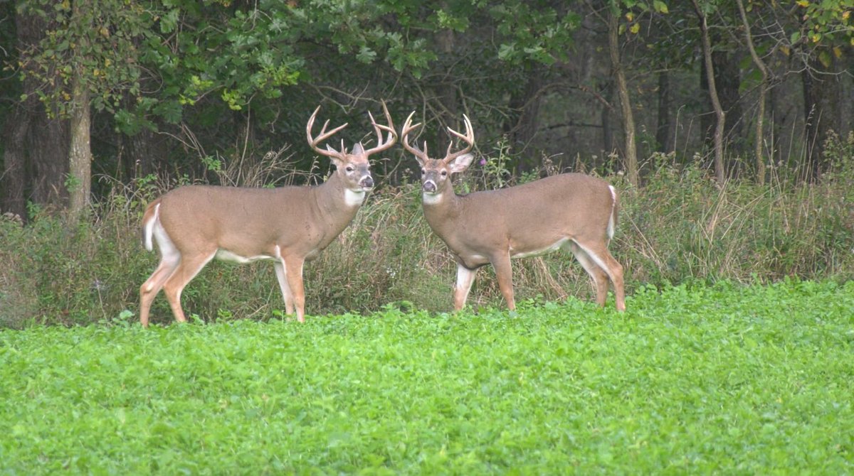 DruryOutdoors's tweet photo. RETWEET if you’re missing these beautiful Fall views from the blind 🤩 https://t.co/laIhf9dBfA