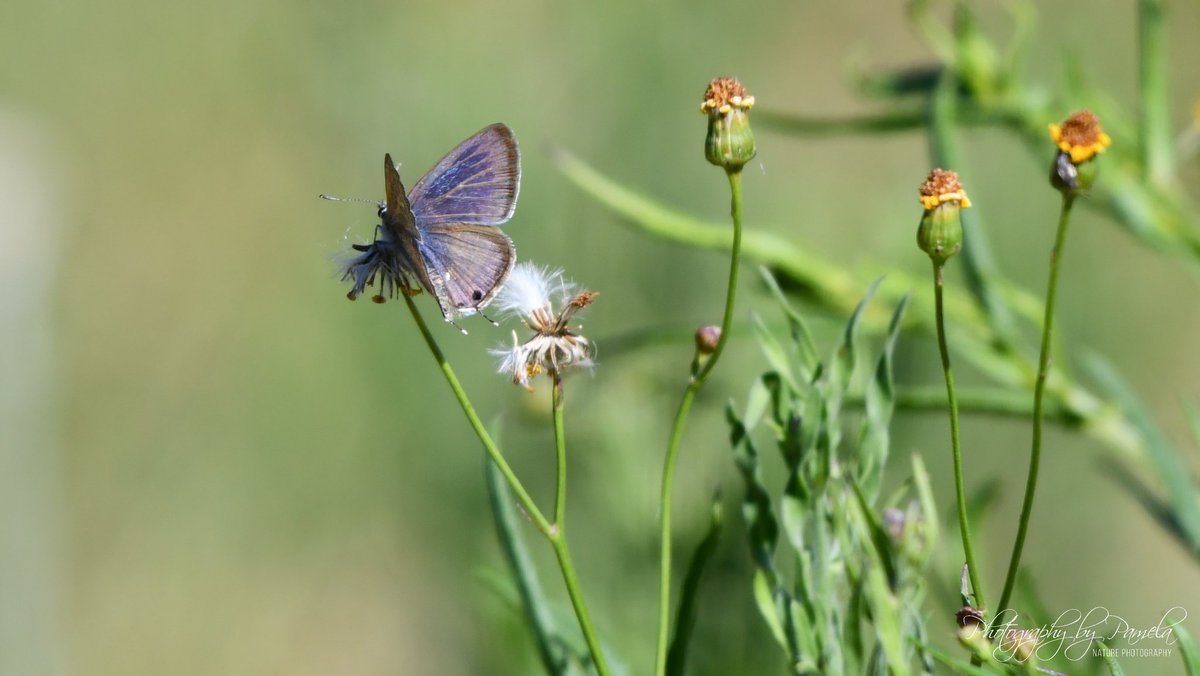 photos96743's tweet photo. Tiny little moth with beautiful colors on the inside of its wings.
#photographybypamela808 #moth #wings #naturecolors #flowers #naturephotography #nature #simplebutbeautiful #ilovenature #insects https://t.co/fIeQZVoQa0