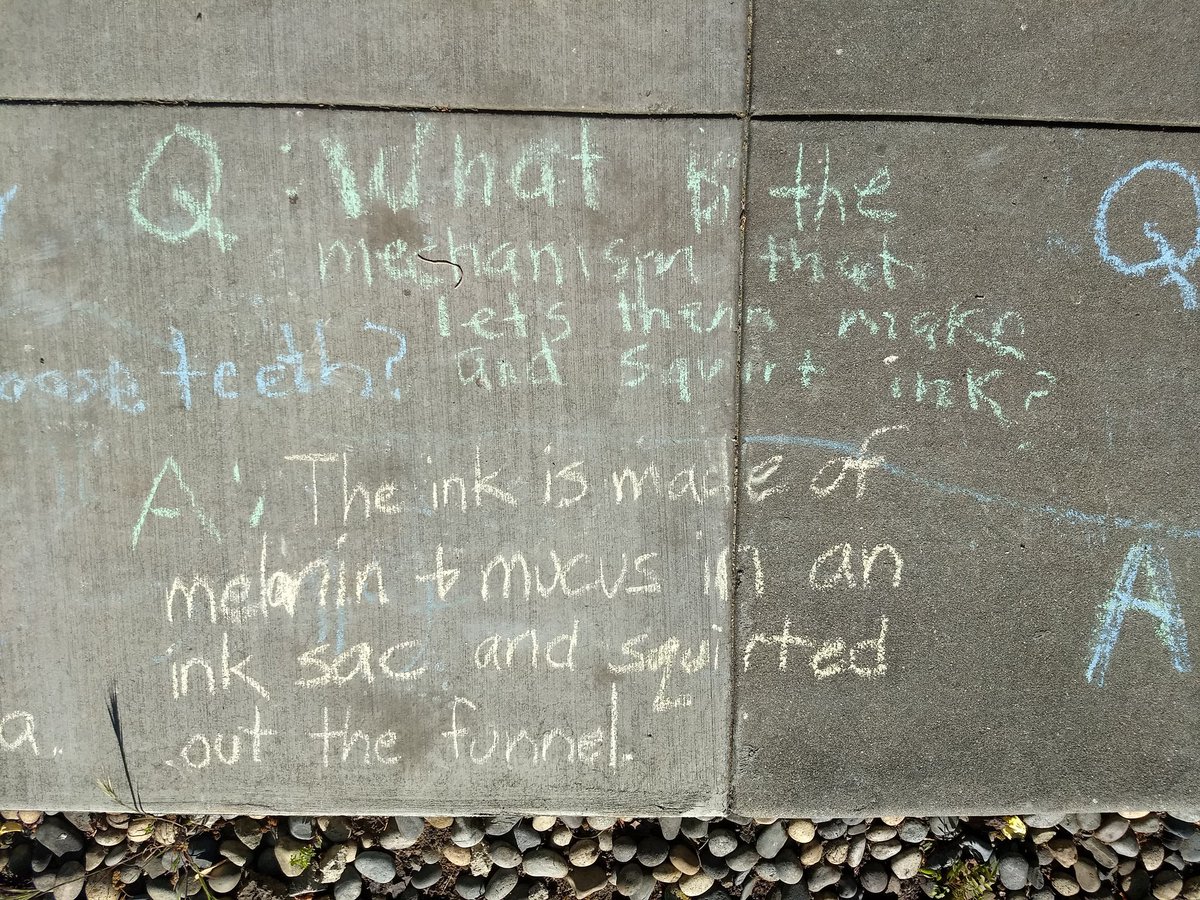 Questions about ink and teeth from the sidewalk today!  (Although squid don't have baby teeth to lose, one species--vampire squid--lose their "baby fins"!)