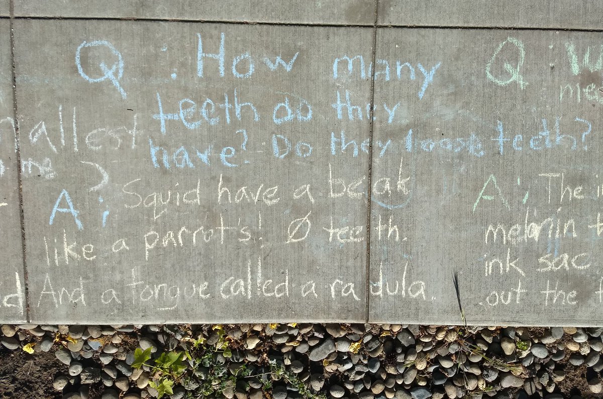 Questions about ink and teeth from the sidewalk today!  (Although squid don't have baby teeth to lose, one species--vampire squid--lose their "baby fins"!)