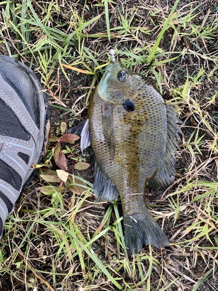 Proved to myself that I can still fish! Caught (and released) these Bluegill this evening. Thanks  @quentonfontenot for lending me the poles!