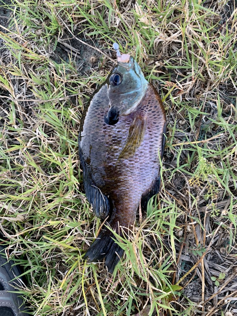 Proved to myself that I can still fish! Caught (and released) these Bluegill this evening. Thanks  @quentonfontenot for lending me the poles!