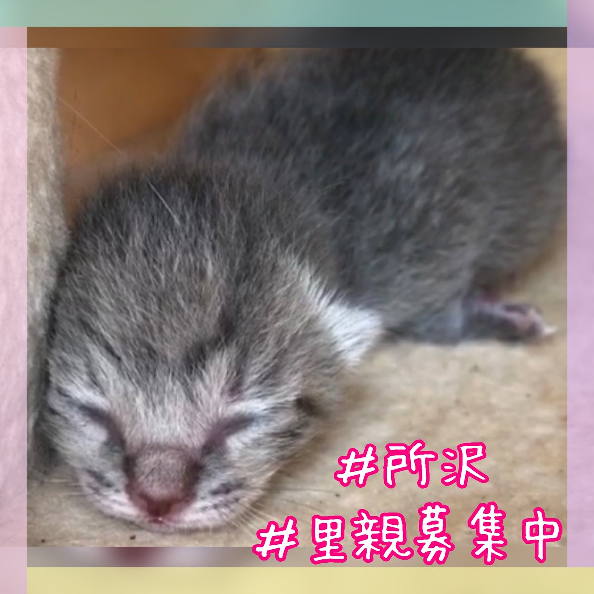 里親募集_埼玉 - Twitter Search