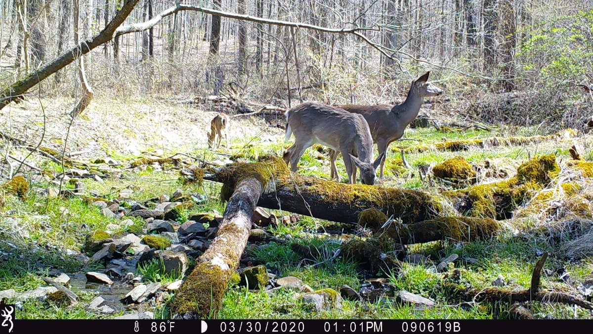 CamDressel's tweet photo. An owl and some whitetail at the spring about a month ago https://t.co/BVFOkOVYnX