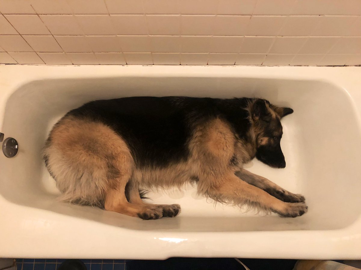 DrSaraSmith's tweet photo. It hit 25 degrees today &amp; we plugged our AC in, which is the cue for the season of “Nootka sleeping in the coldest place in our house aka the bathtub” #NootkaHelps #DogsOfIsolation #wfh #summertime https://t.co/Tp4Md7Bes1