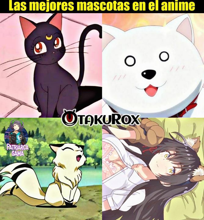 Los 4 mejores anime de gatos