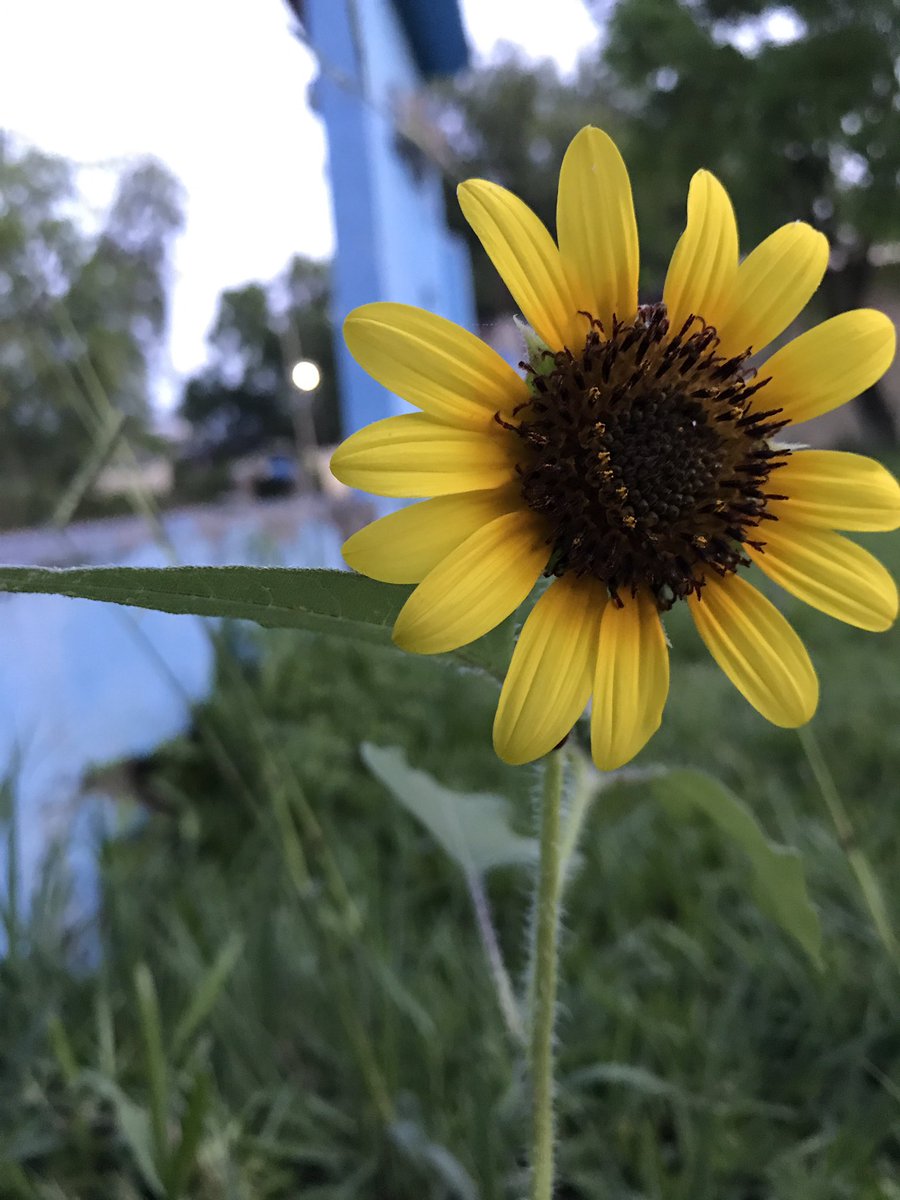 rigomtzp's tweet photo. Dios hizo un girasol vivo 🌻 https://t.co/eJ09nGhEy0