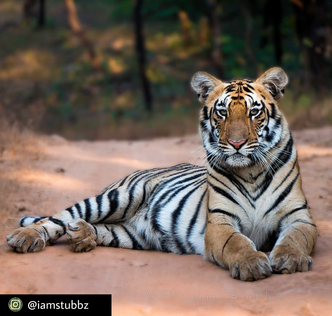 Tiger Monday! 🐯

Click by: @iamstubbz

#PCA #PhotographersClubNagar #Tiger #IndiaTiger #Photography #TigerPhotography #WildLifeTiger #WildLifePhotography #WildTigers #TigerCUB #TigerTattoo #TigerAnimal #TigerPhotos #TigerPhotographers #TigerPhotographyIdeas