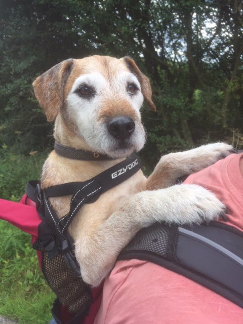 LifeofArthur001's tweet photo. Morning everyone! Before lockdown my humans took me walking in the Yorkshire Moors, when my little legs got tired I had my own humans carry pack. It was brilliant and the humans said I was cute 😁 #HappyMonday #backpacking #doggybackpack #walkies #btpossie #staysafe https://t.co/6SaNj0HWQD