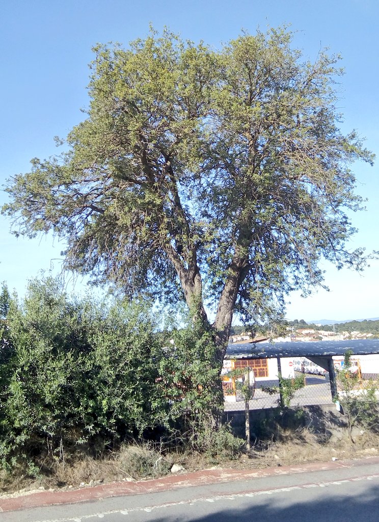 arbopalm's tweet photo. Descubrimiento durante #Treebikeride
Really old Crataegus azarolus located roadside. Certainly a regional Tree champion although it does not seems https://t.co/NiUYlOdBng