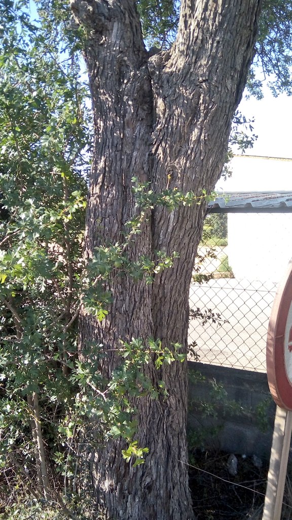 arbopalm's tweet photo. Descubrimiento durante #Treebikeride
Really old Crataegus azarolus located roadside. Certainly a regional Tree champion although it does not seems https://t.co/NiUYlOdBng