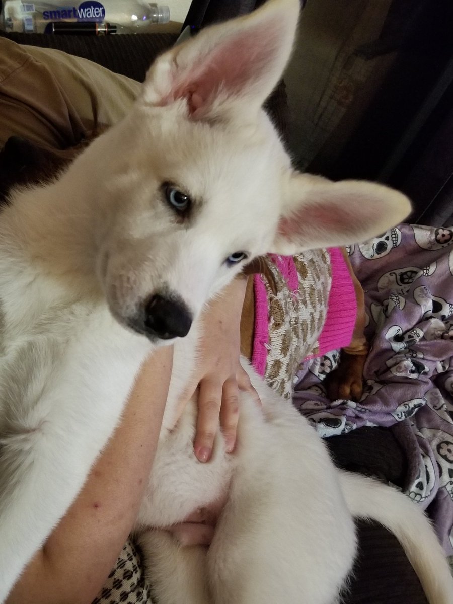 AmandaDeweber's tweet photo. Meet my baby Olaf. 
#siberianhusky #myfurbaby #10weeks https://t.co/9uZJZXgzTf