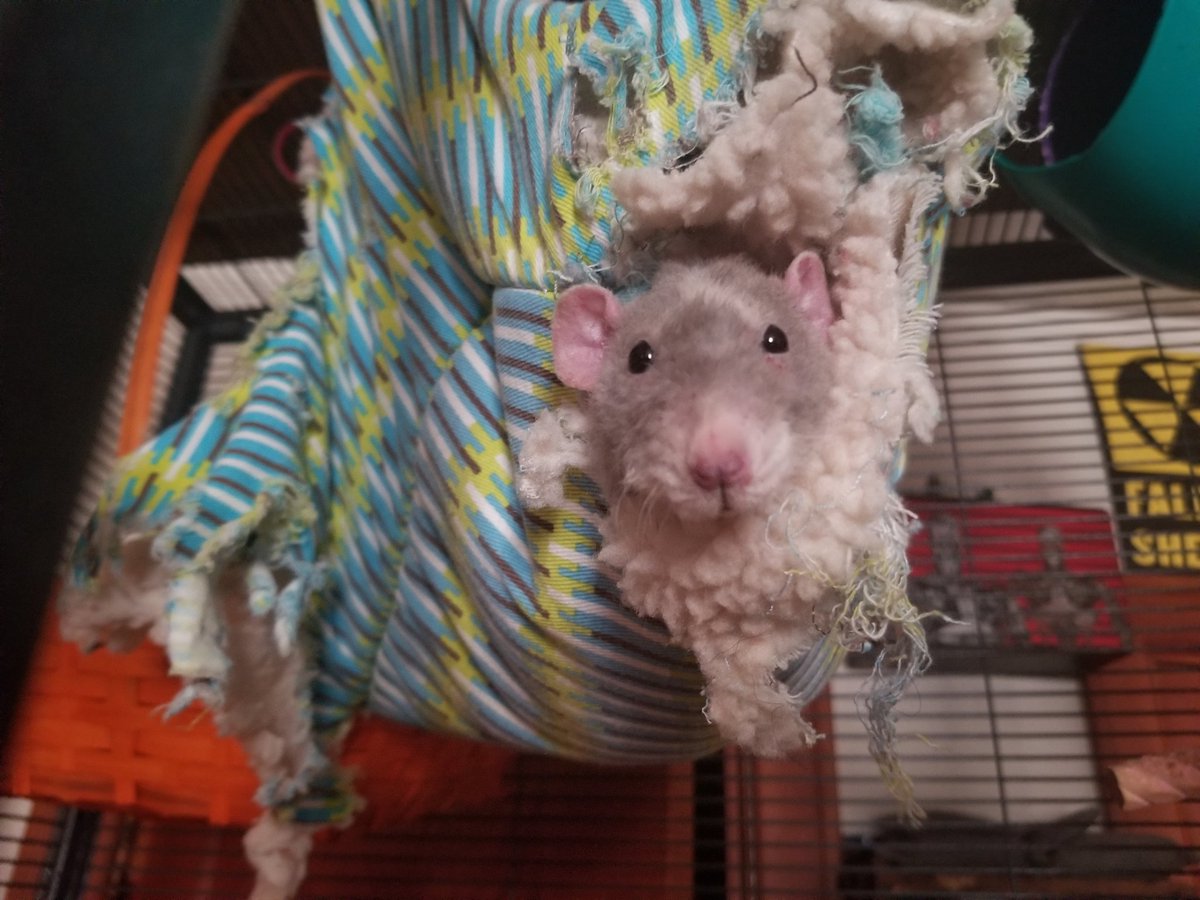 Hope everyone had a good weekend. Take a nap if you need one! They are just as important as snacks!