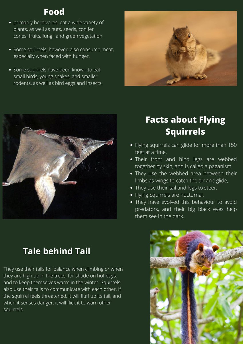 BeingIfs's tweet photo. Topic of the Day : The Squirrels
KYC Series- Issue #19
#KYC_IGNFA #IFSBatch2019
Concept : Jamir Shaikh (IFS, 2019 Batch)
Design : Saurabh Kumar and @kasturi_sule (IFS, 2019 Batch)
Photographs : Jamir Shaikh and @abhimanyu1729 https://t.co/zCmjikYzQT
