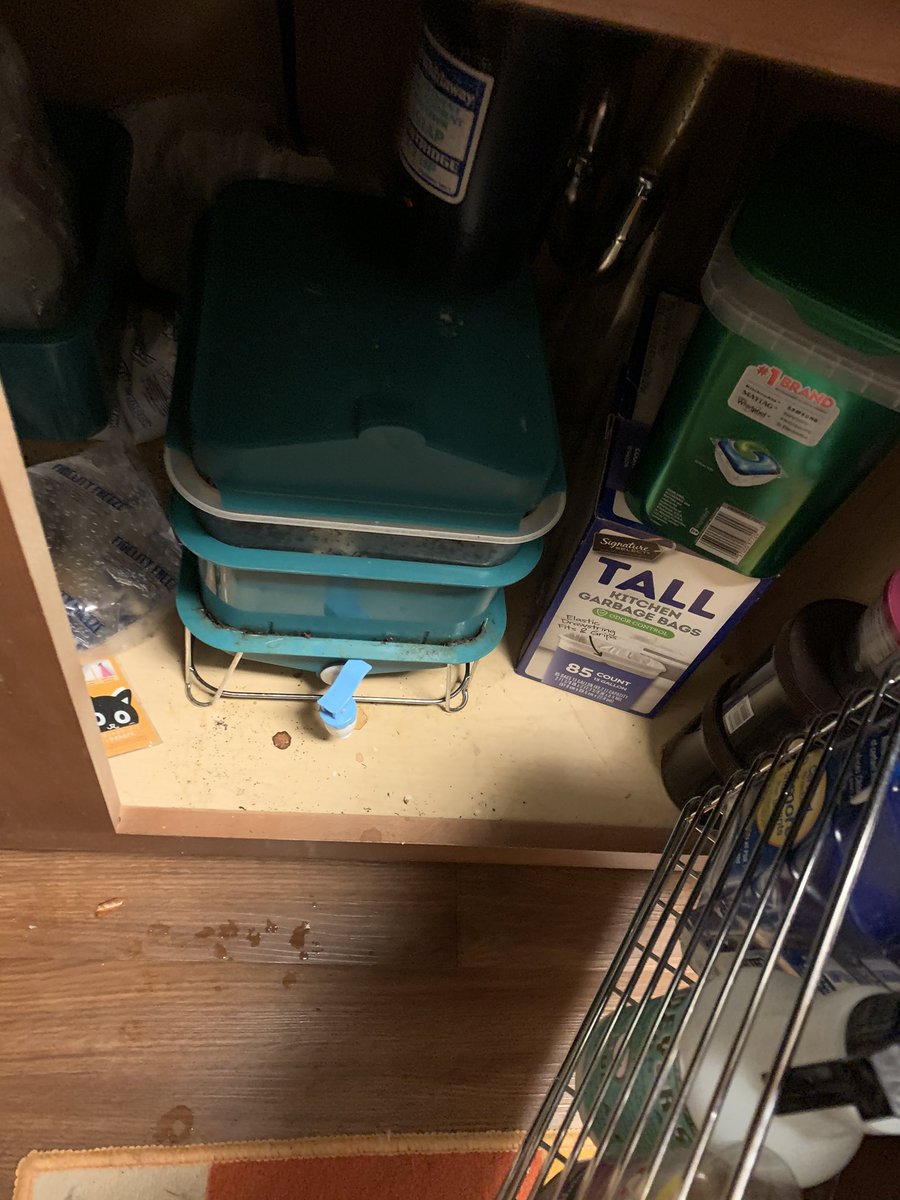 First off: my little seedlings are strong and hale since I have a supply of the world’s finest fertilizer right under my kitchen sink. This little blue box holds a colony of worms